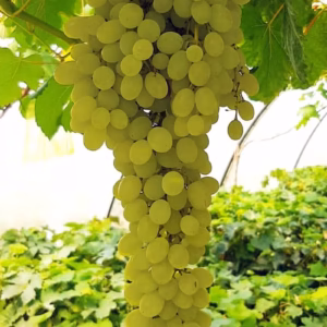 ৩ টি বিদেশি আঙ্গুর চারা কম্বো